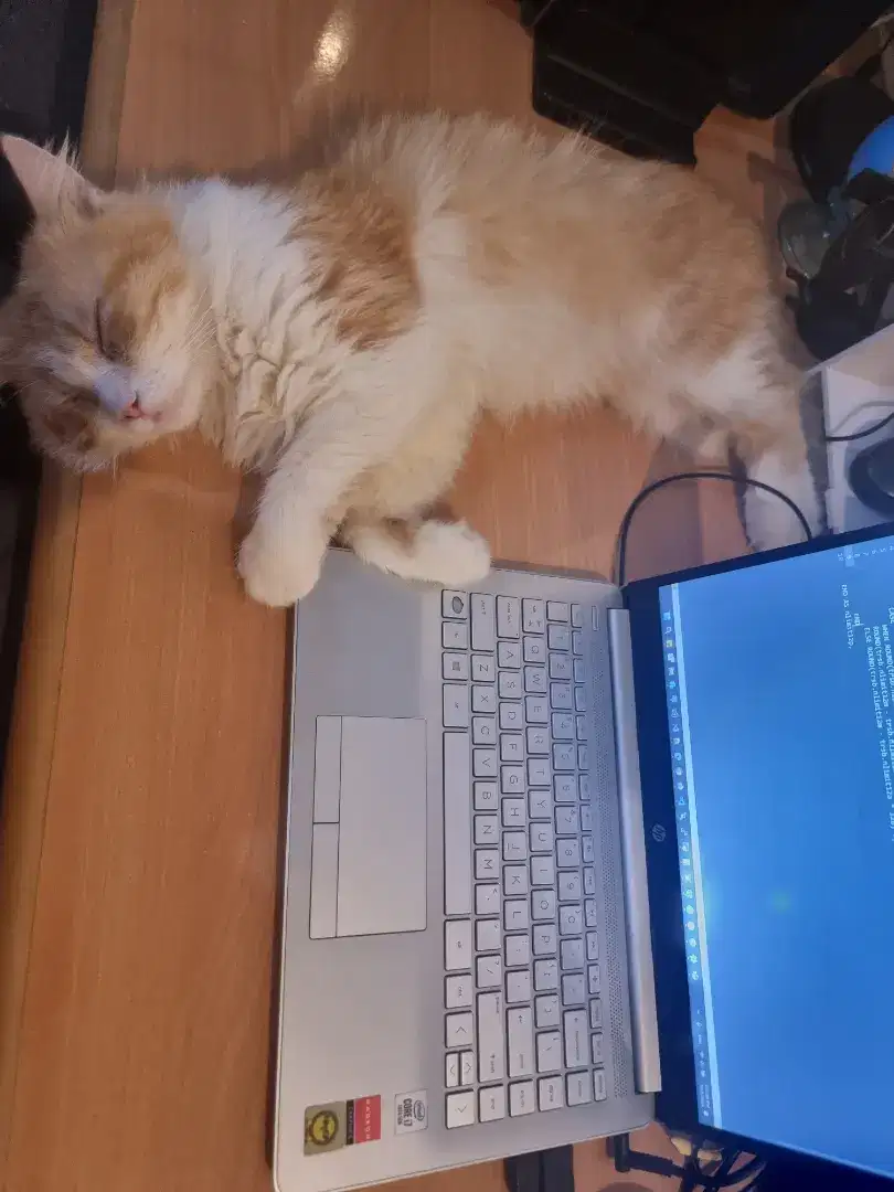 Open adopsi kucing persian Orange plus kandang