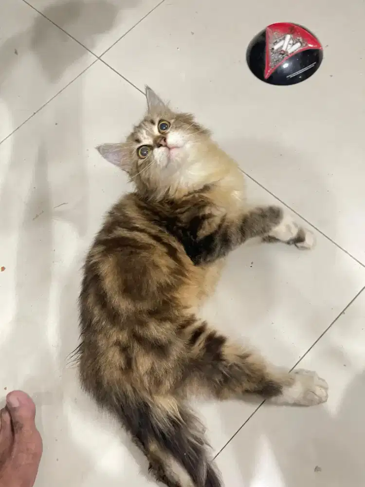 Kucing persia bigbone