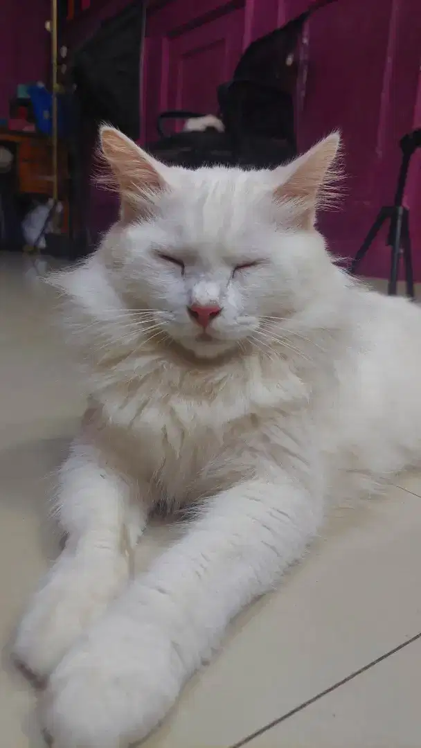 Kucing persia medium jago kimpoy