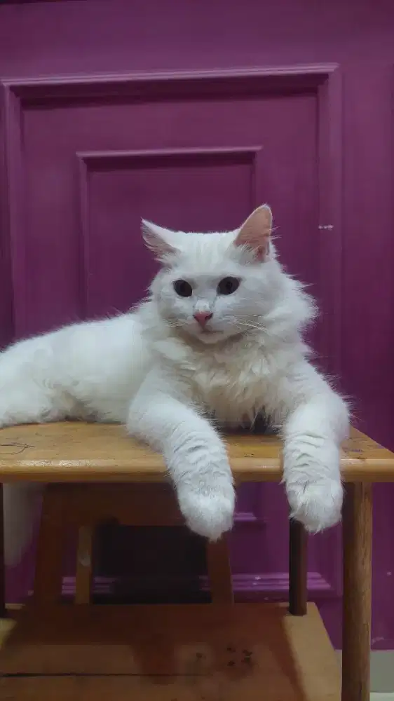 Kucing persia bigbone Sudah kebiri
