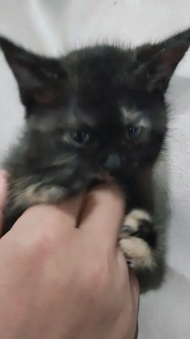Kucing persia kitten masih 12 bulanan