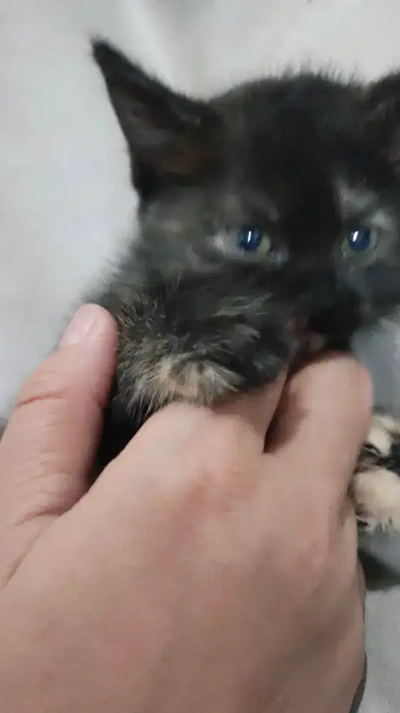 Kucing persia siap adopsi