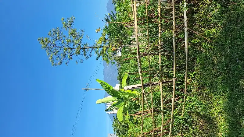 DIJUAL TNH DI PANDERMAN ATAS BATU,VIEW SNGT BGS  DI 800  MDPL BATU