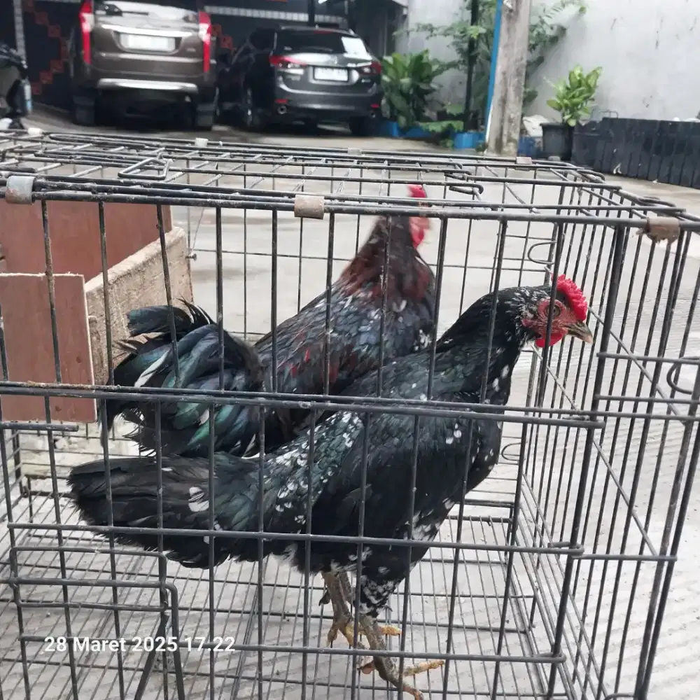 Dijual sepasang ayam ketawa ,bkn burung