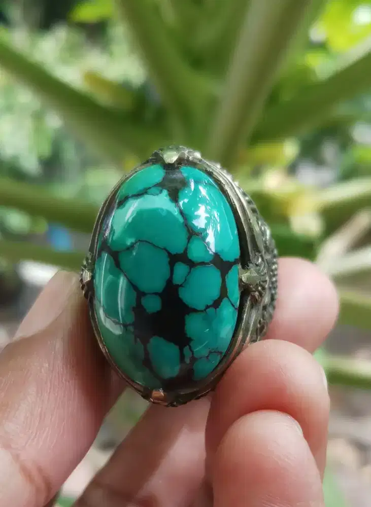 Pirus Hubai hijau Toska