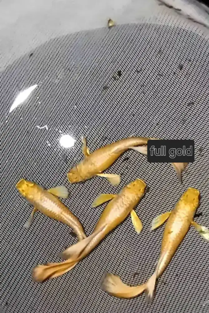 Guppy gold ikan hias gapi emas full gold lokal sepasang