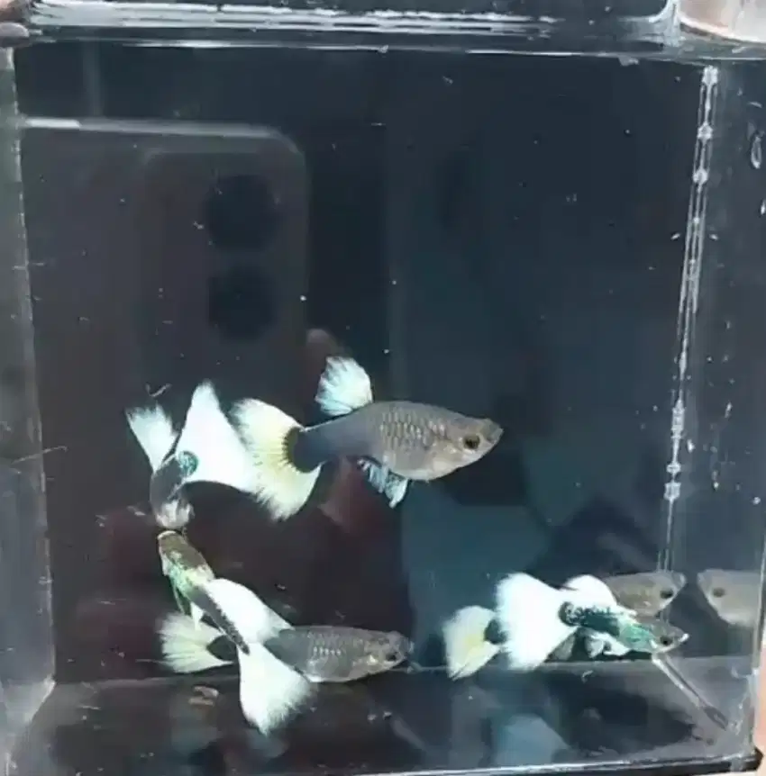 Guppy hb white ikan hias gapi putih sepasang