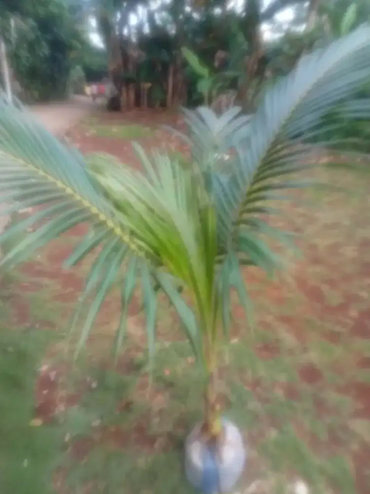 Jual bibit kelapa gading