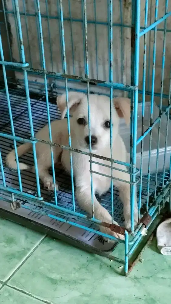 Anak Anjing Labrador usia 5 bulan