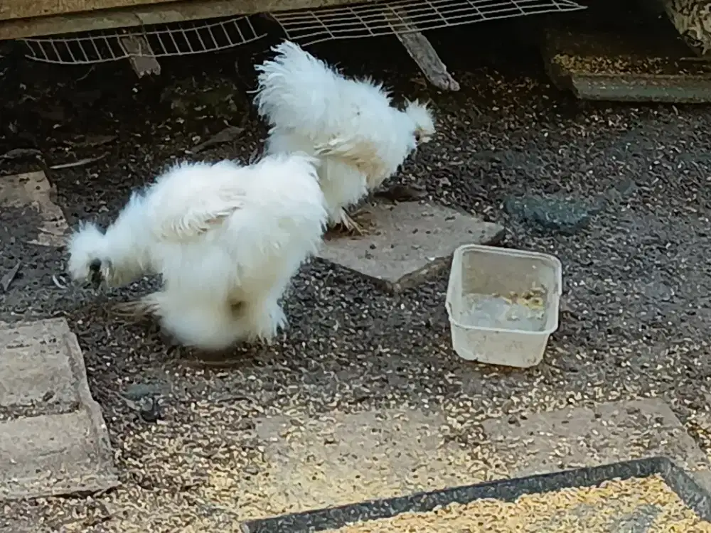 Ayam silky putih jantan