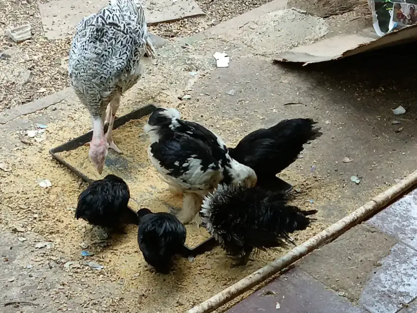 Ayam Kate campuran brahma
