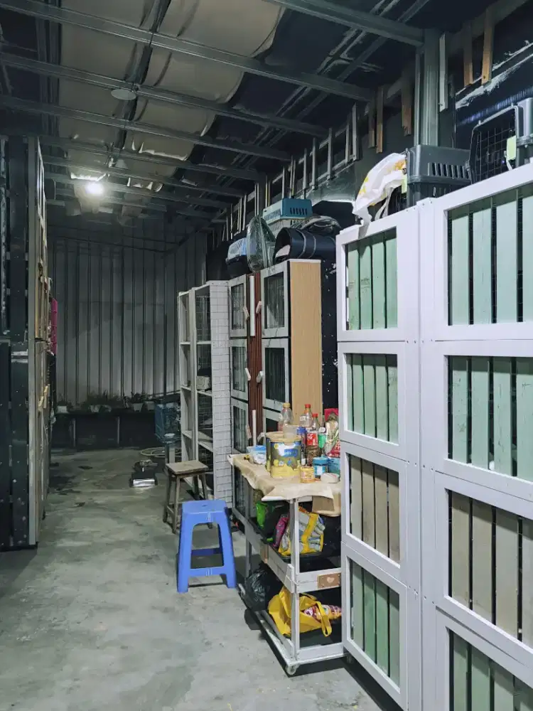 Pet hotel kucing jasa penitipan segala hewan kost anjing titip burung