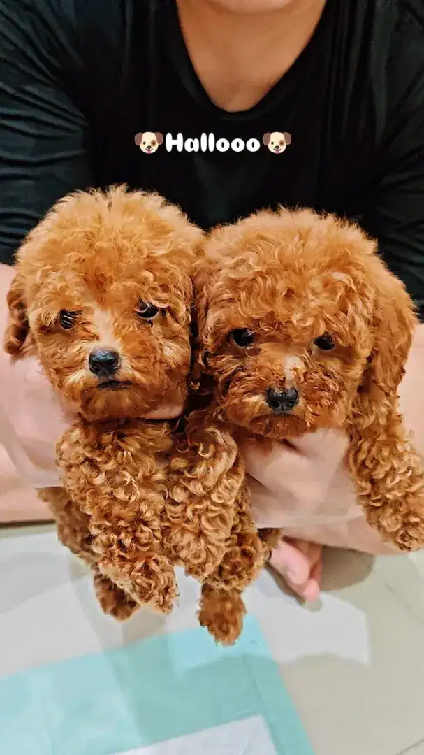JUAL ANJING POODLE MINI 2 EKOR MALE & FEMALE STAMBUM LENGKAP