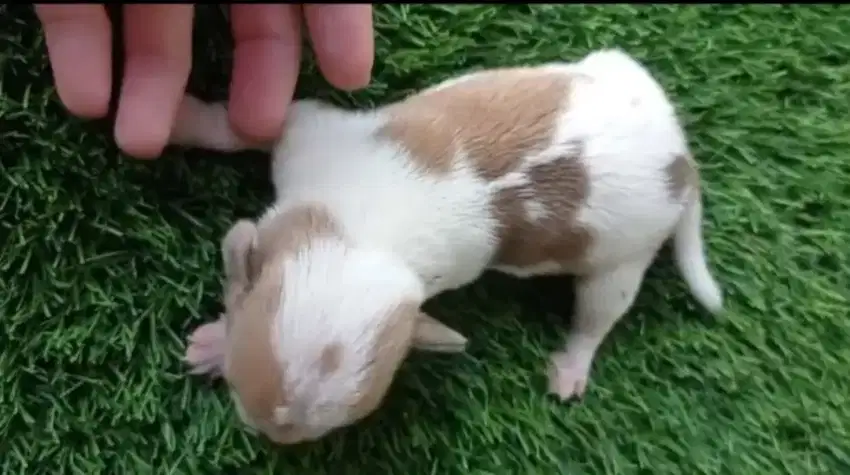 Chihuahua mini tiny