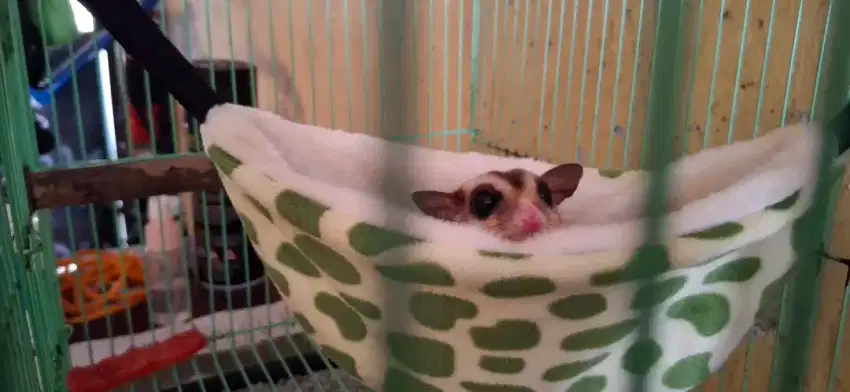 [tawar aja dulu] sugar glider dan semua perlengkapannya