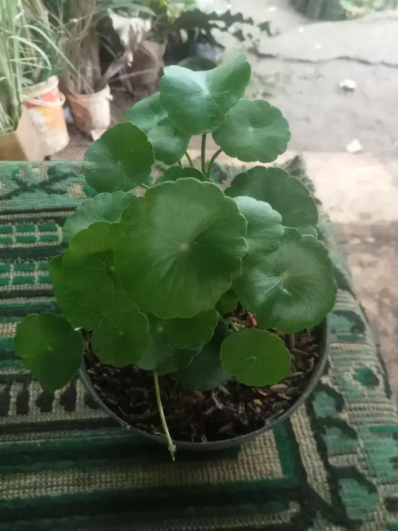Jual tanaman pegagan