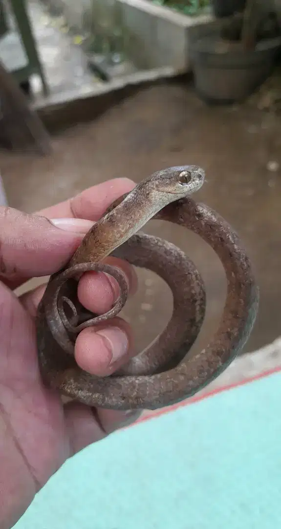 Siput lucu makan lahap