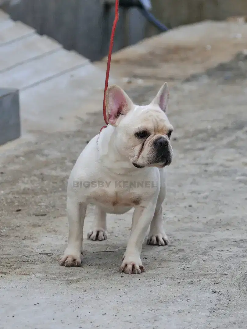 Pejantan french bulldog cream jantan frenchie male warna langka exotic