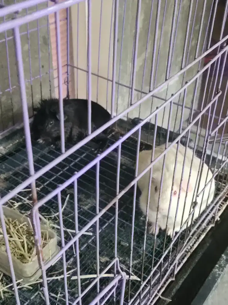 GUINEA PIG 2 ekor jenis american hitam dan putih lucu makan lancar