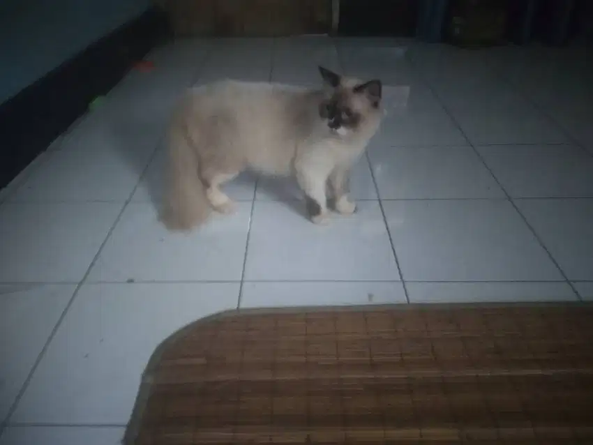 Himalaya Ragdoll Jantan MurMer