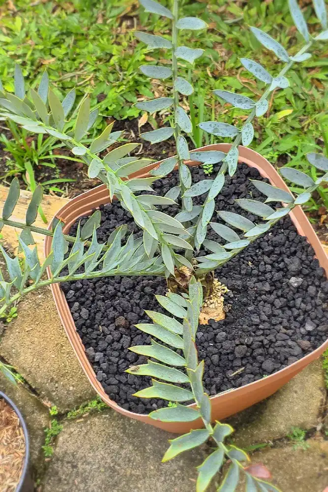 Encephalartos Horridus di Bekasi