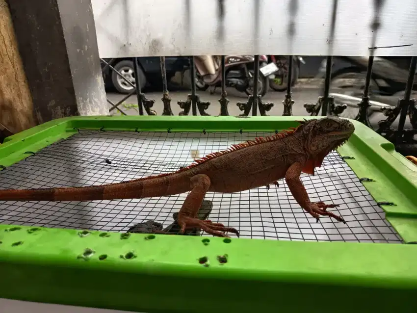 Red Iguana juvenile