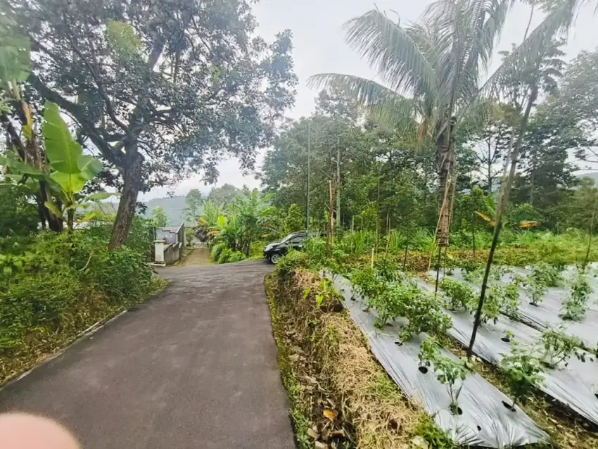 TANAH KEMUNING NGARGOYOSO