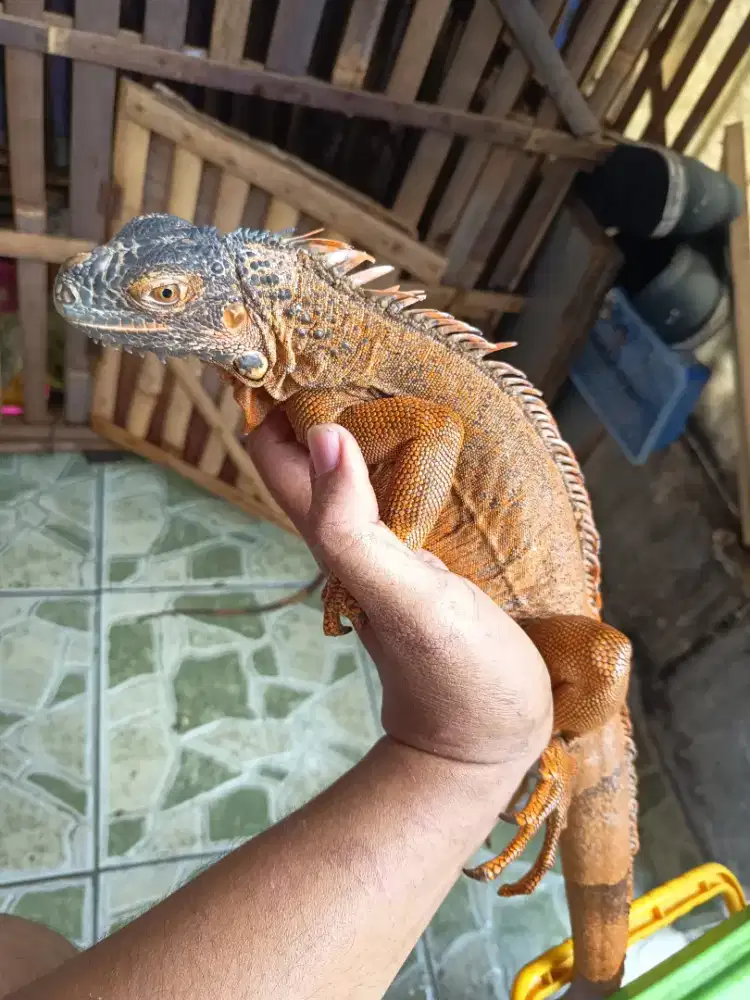 Super red Iguana
