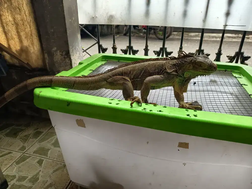 Green Iguana Indukan