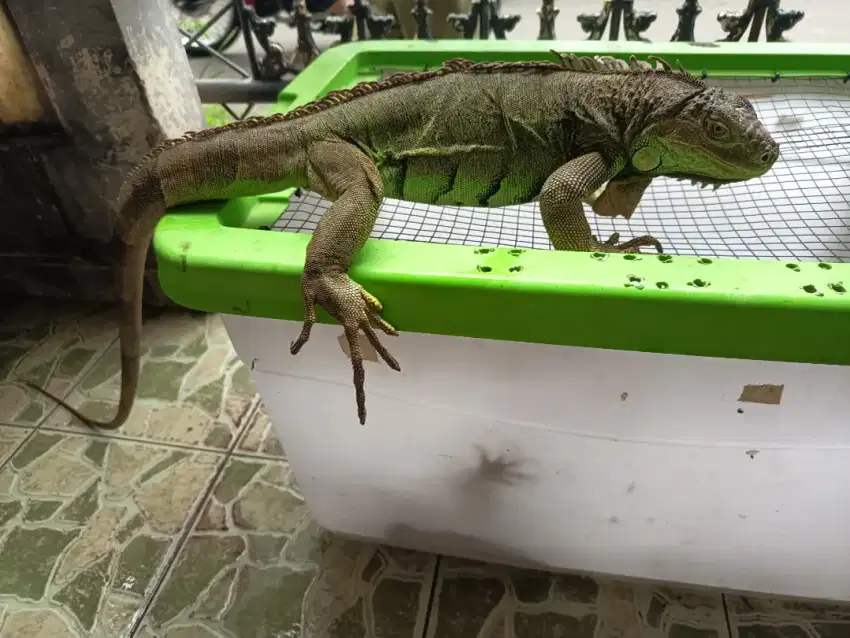 Green Iguana Indukan