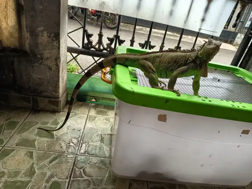 Indukan Green Iguana