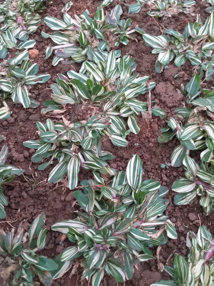 Jasa pemotongan rumput taman