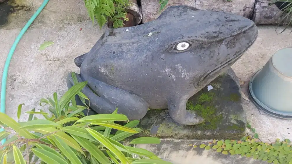 Patung batu kodok berat 100 kg lebih