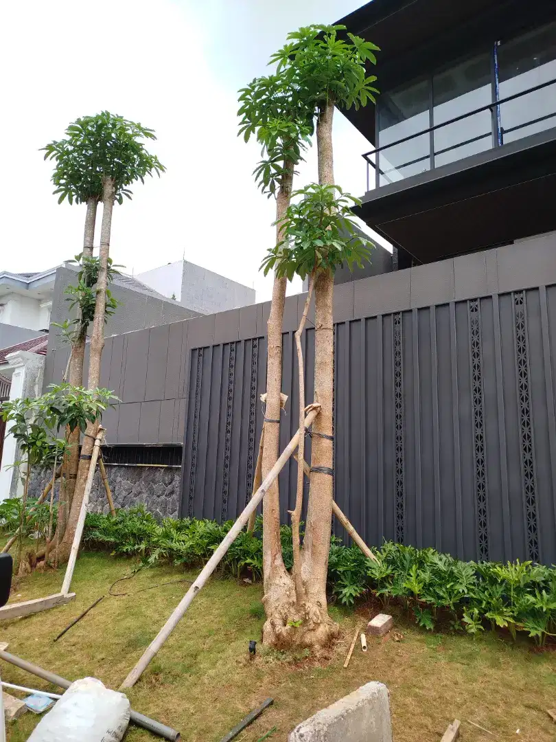 Jual pohon pule besar