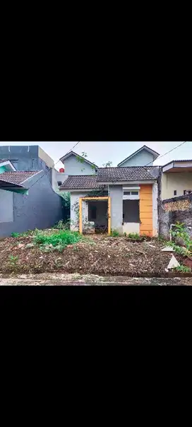 Harvest City Orchid