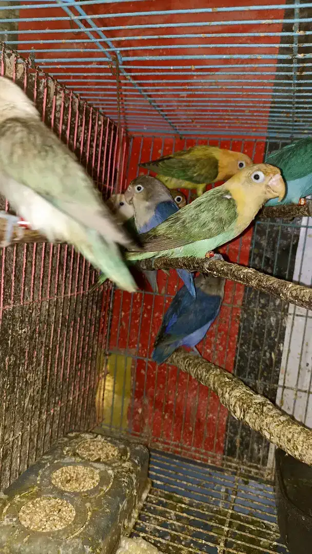 Aneka lovebird, harga sesuai wrn