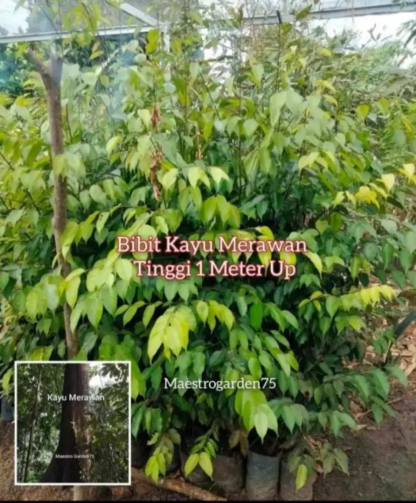 Merawan Bibit Pohon Tinggi 1 Meter an