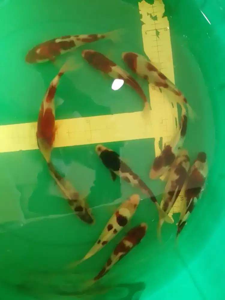 Ikan koi jenis budo Goromo 16-17cm lokal