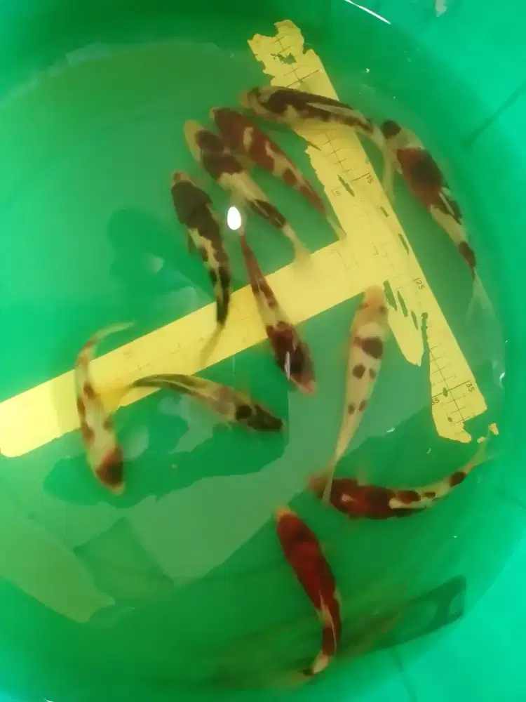 Ikan koi jenis Budo Goromo 16-17cm grade A