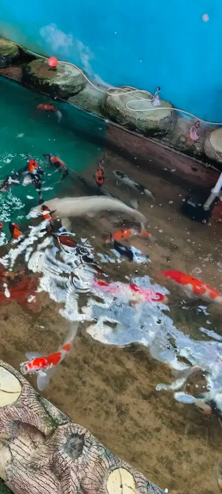 Jual koi jumbo ukuran 55-75 up