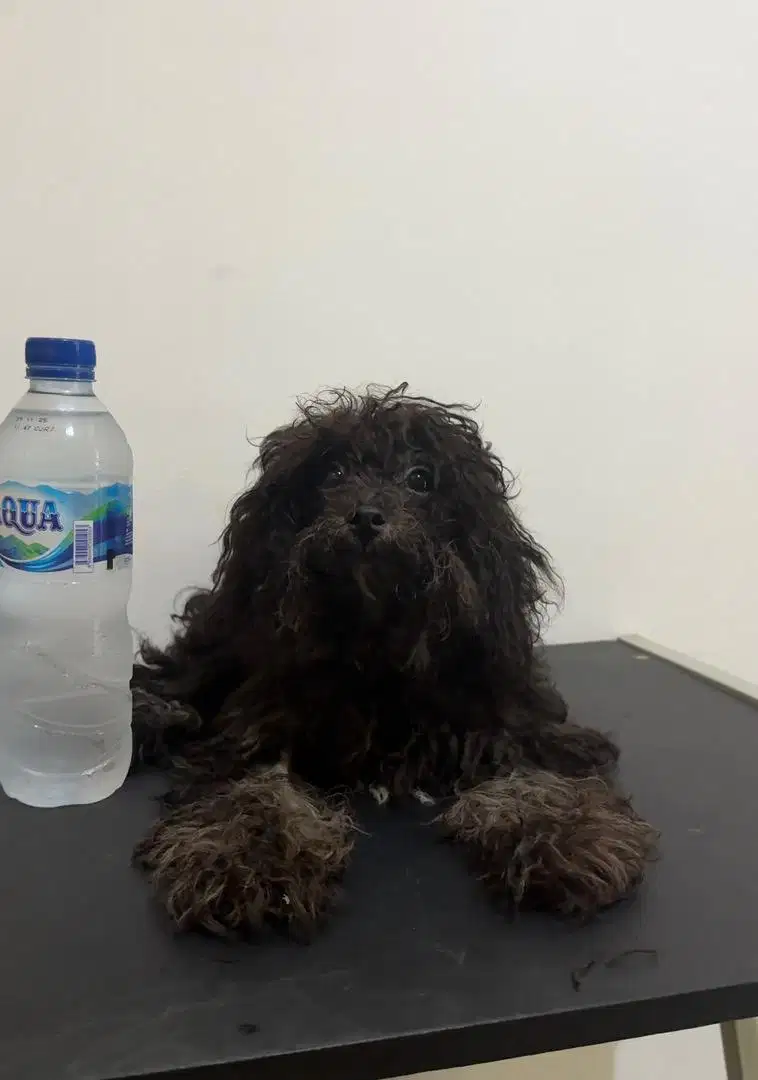 Di jual Open Semi adopt Black tiny toy poodle jantan free