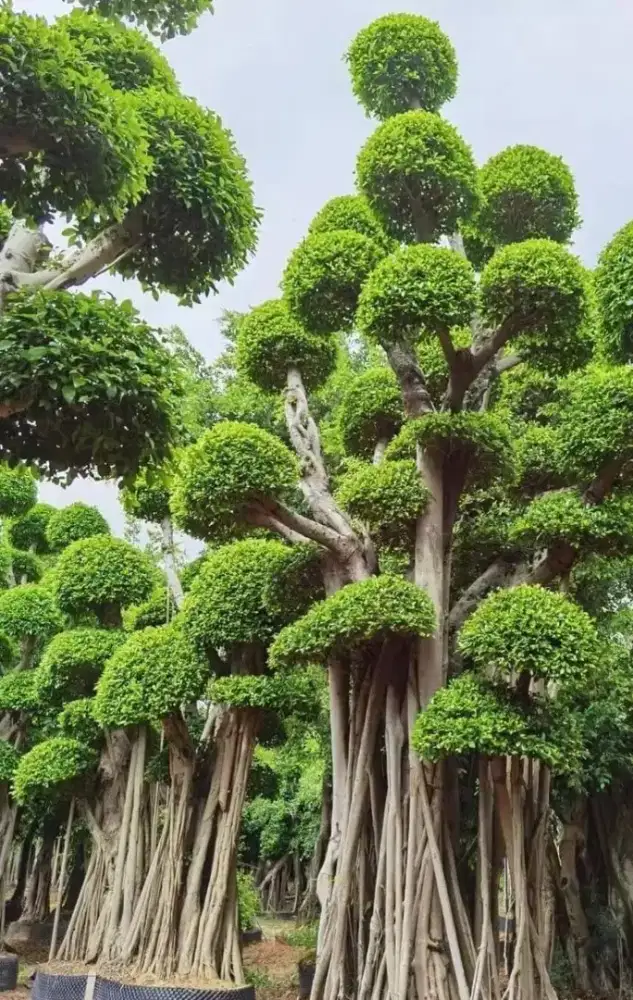 Pohon pelindung puhun bonsai dll #6