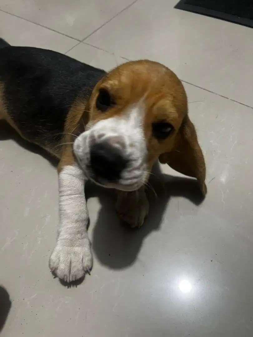 Anak anjing Beagle grade A