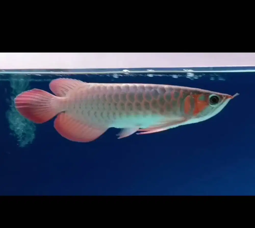 Jual Murah & Cepat Arwana Super Red -+35-37CM