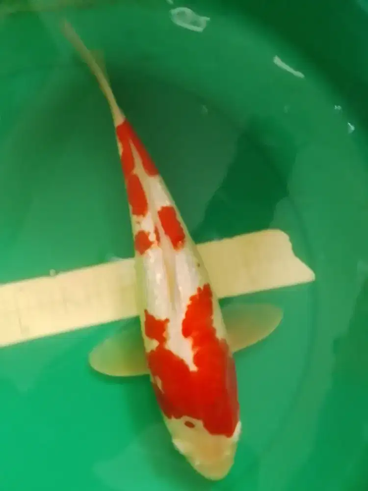 Ikan koi jenis Kohaku Ginrin 40cm