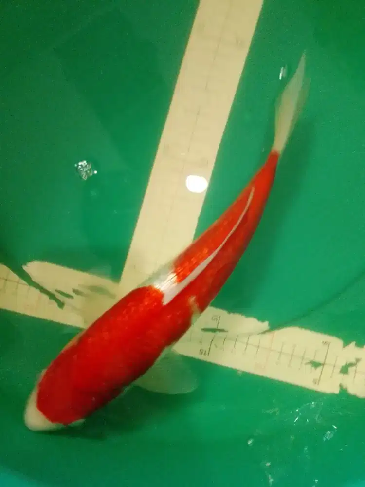 Ikan koi jenis Kohaku Ginrin 38cm