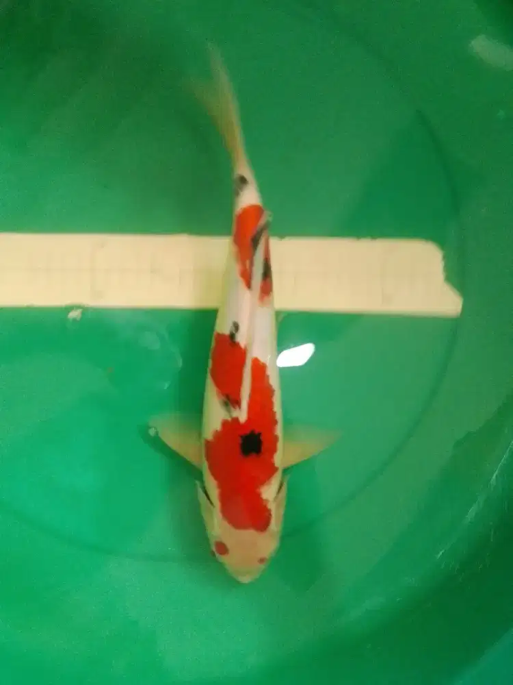 Ikan koi jenis Sanke 38cm