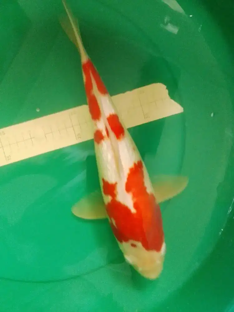 Ikan koi jenis Kohaku Ginrin 40cm