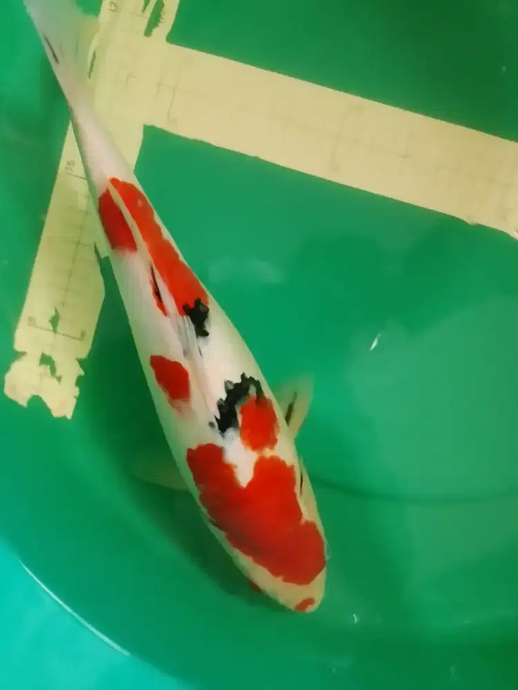 Ikan koi jenis SANKE 40cm HQ