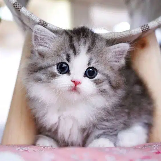 Dicari ART serabutan untuk menginap di daerah Ujungberung Bandung